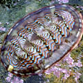 [icon: lined chiton]
