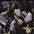 [icon: mussels]