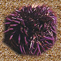 [icon: sea urchin]