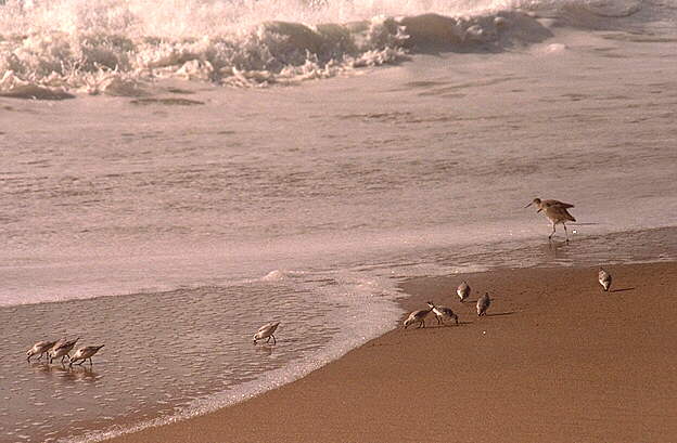 [photo: shore birds]