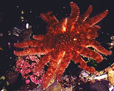 [photo: sunflower star]