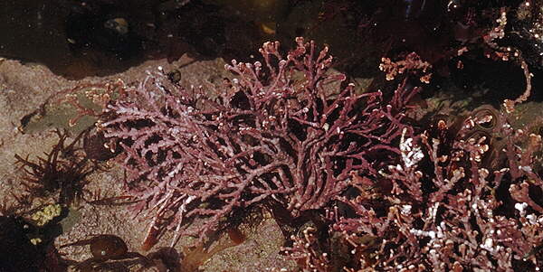 [icon: coralline alga]