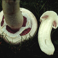 [icon agaricus]