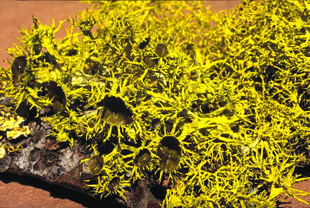 [photo: alectoria lichen]