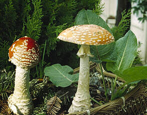 [photo: Amanita muscaria]