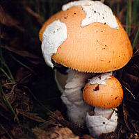 [icon amanitas]