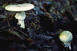 [photo: Amanita phalloides]