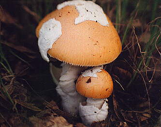 [photo:  Amanita velosa]