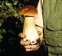 [icon boletus]