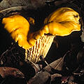[icon cantherellus]