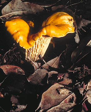 [icon cantherellus]