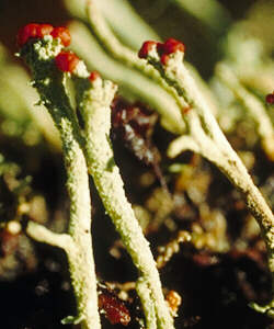 [photo: cladonia lichen]