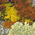 [icon: crustose lichen]