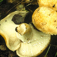 [icon lactarius]