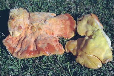 [photo laetiporus]