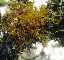 [photo: letharia lichen]