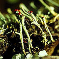 [icon: fruticose lichen]