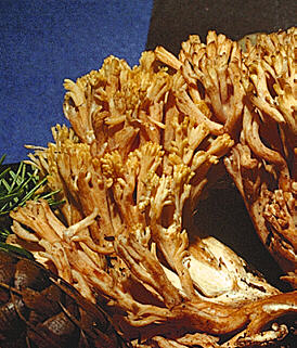 [photo ramaria]