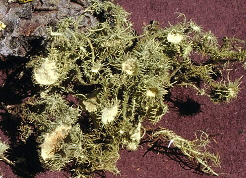 [photo: usnea lichen]