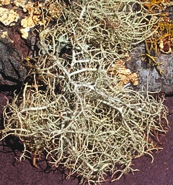 [photo: usnea lichen]