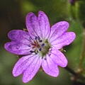 [icon geranium]