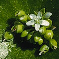 [icon miners lettuce]