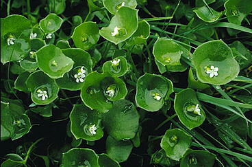 [photo miners lettuce]