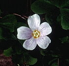 [photo redwood sorrel flower]