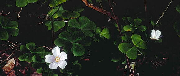 [photo redwood sorrel]