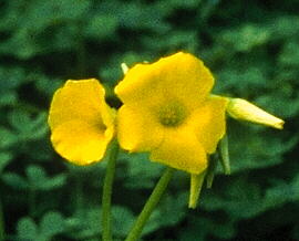 [photo yellow oxalis up close]