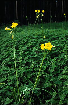 [photo yellow oxalis]