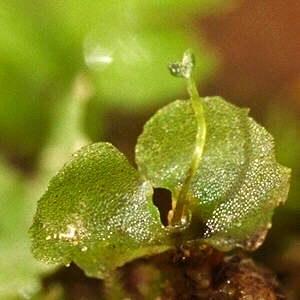 [photo Goldback Fern prothallium&leaf]