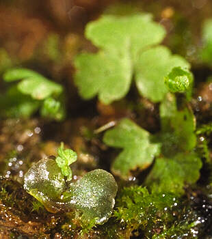 [photo Goldback Fern prothallium+leaf]